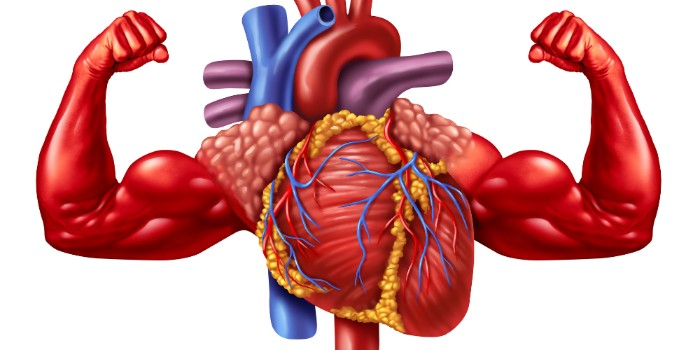 A heart flexing muscles.