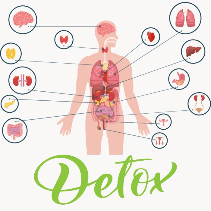 A diagram of the human body pointing out all of the organs with the words detox in green below.